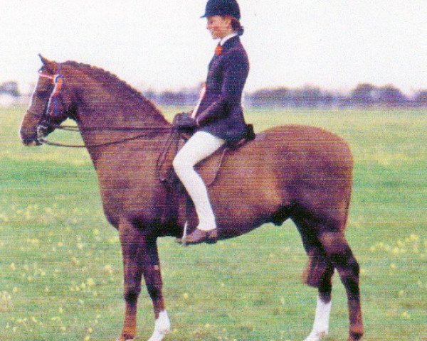 horse Toyd Mimmic (British Riding Pony, 1979, from Wingrove Minkino)