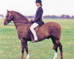 horse Toyd Mimmic (British Riding Pony, 1979, from Wingrove Minkino)