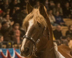 horse Goliath (Schleswig Heavy Draft, 2012, from Zigeunerbaron)