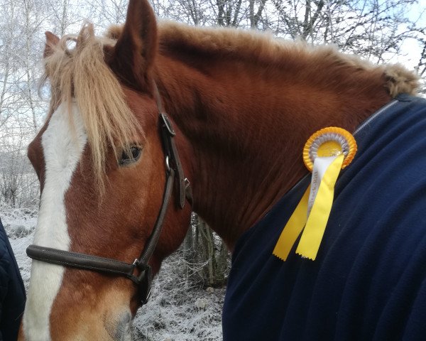 dressage horse Noah (Hann. Draft horse (Schlesw.Urspr.), 2014, from Napoleon)