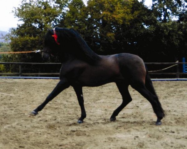 horse Gemelo XXIV (Pura Raza Espanola (PRE), 1999, from Hispano XVI)