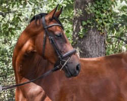 Springpferd Castiell (Kleines deutsches Reitpferd, 2016, von Casdorff)