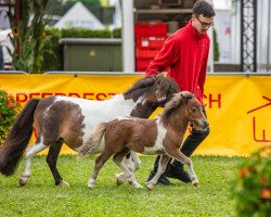 horse Glücksstern vom Heumoor (Shetland pony (under 87 cm), 2023, from Niederbroks Hennessy)