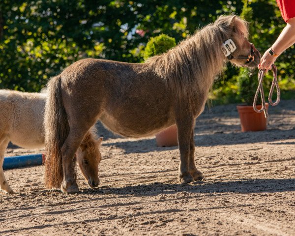 Zuchtstute Gonny van de Molenkamp (Shetland Pony (unter 87 cm), 2013, von Oscar van de Lindenhof)