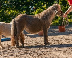 broodmare Gonny van de Molenkamp (Shetland pony (under 87 cm), 2013, from Oscar van de Lindenhof)