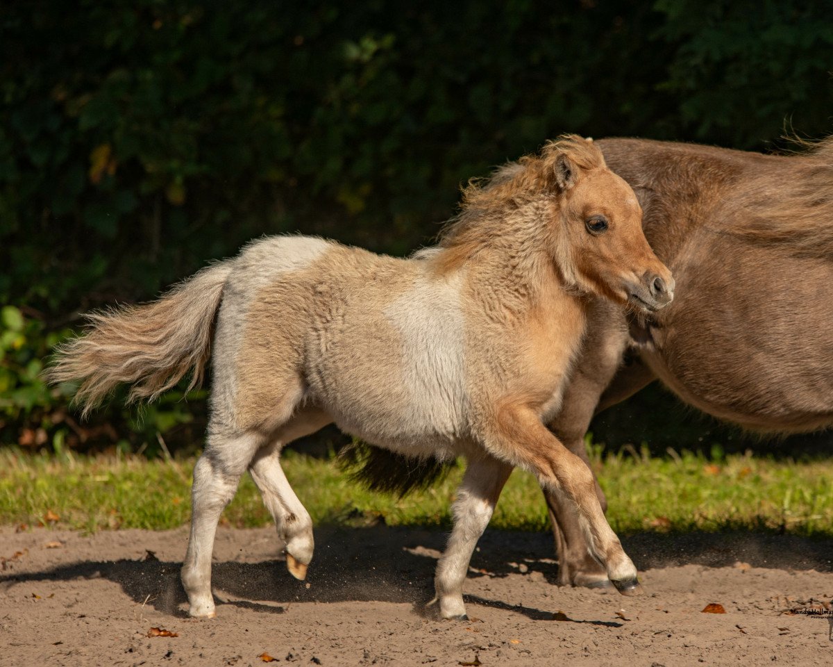Zuchtstute Gina vom Heumoor (Shetland Pony (unter 87 cm),  , von Gigolo vom Fliederhof)
