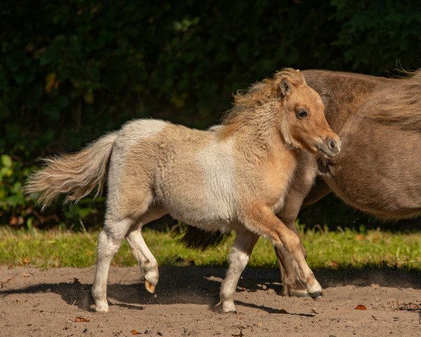 broodmare Gina vom Heumoor (Shetland pony (under 87 cm),  , from Gigolo vom Fliederhof)