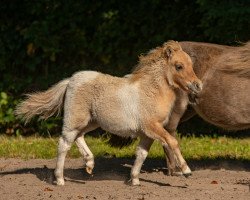 horse Gina vom Heumoor (Shetland Pony (unter 87 cm), from Gigolo vom Fliederhof)