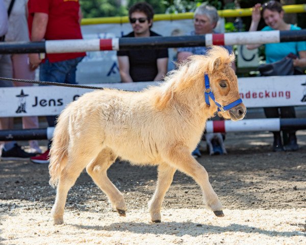 Zuchtstute Charlet vom Heumoor (Shetland Pony (unter 87 cm),  , von Pinocchio von Kessen)