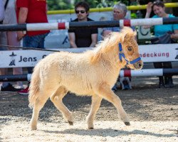 horse Charlet vom Heumoor (Shetland Pony (unter 87 cm), from Pinocchio von Kessen)