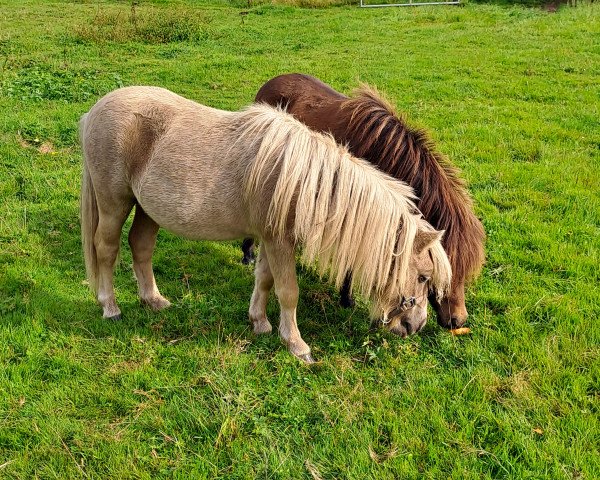 horse Chameur von der Schlossbergwiese (Shetland pony (under 87 cm), 2022, from Celebrity of Duke Stable)