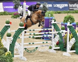 jumper Quick Step (Hanoverian, 2013, from Quintender 2)