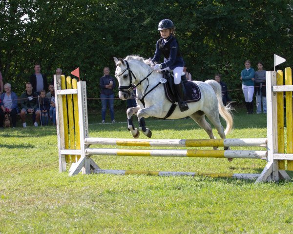 dressage horse Greenhills Shy Logan (Welsh mountain pony (SEK.A), 2015)