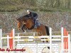 jumper Caspar Rm (Oldenburg show jumper, 2013, from Cornet De Lux)