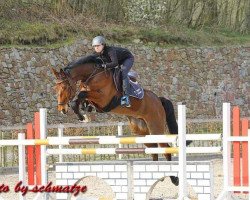 jumper Caspar Rm (Oldenburg show jumper, 2013, from Cornet De Lux)