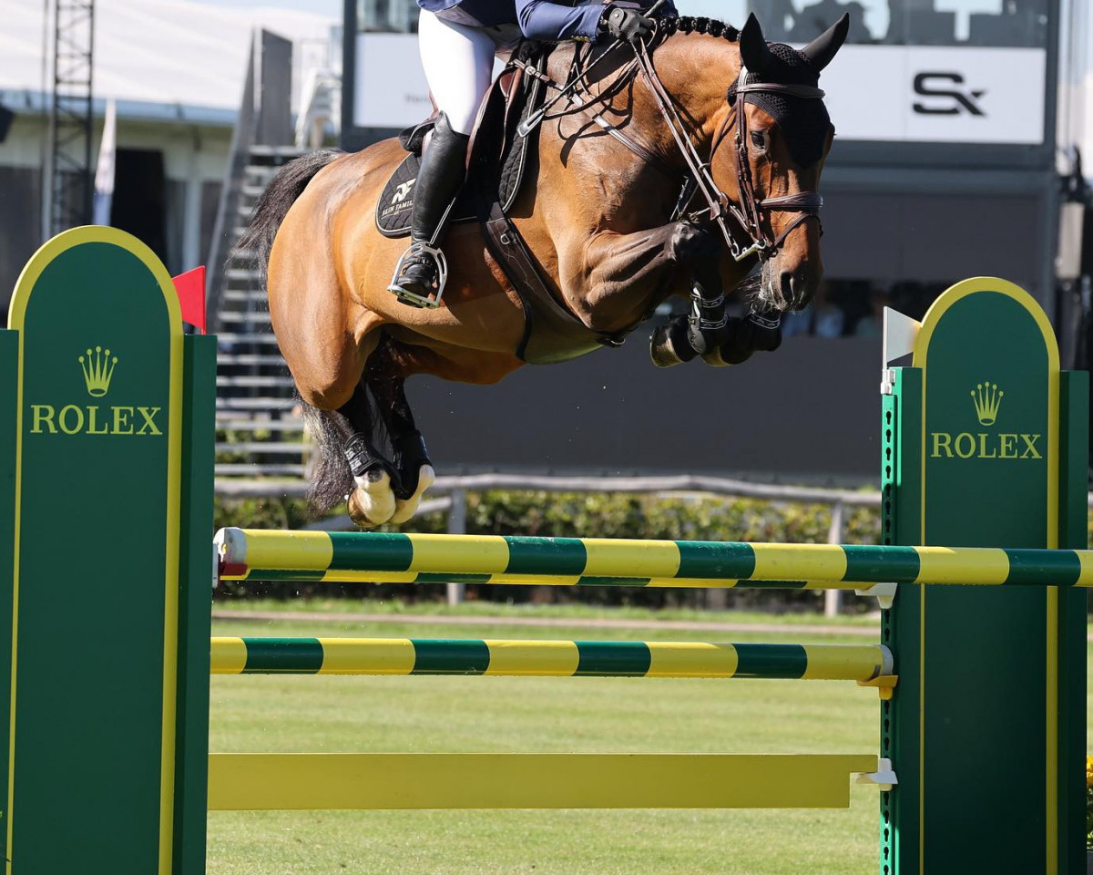 broodmare Gina VII (Holsteiner, 2014, from Comme il Faut)