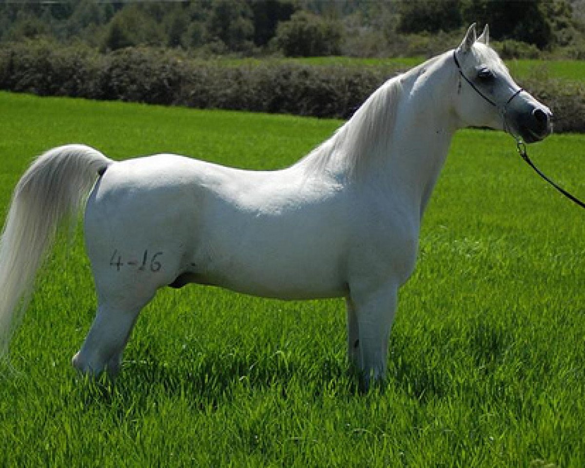Deckhengst Drago ox (Vollblutaraber, 1984, von Jacio 1968 ox)