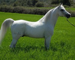 stallion Drago ox (Arabian thoroughbred, 1984, from Jacio 1968 ox)