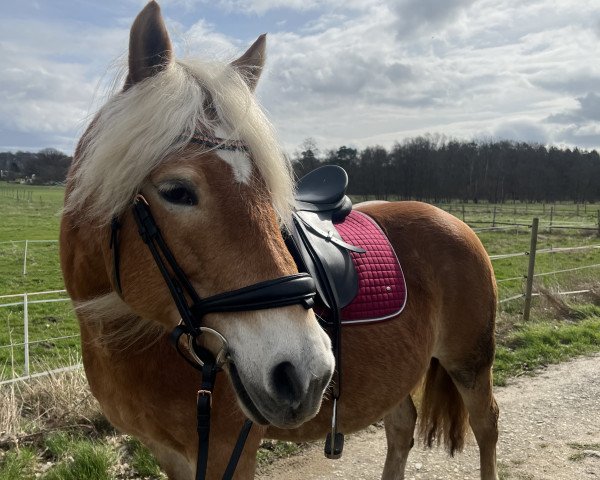 horse Camboya (Haflinger, 2005, from Auretanius)