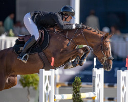 jumper Jasmijn (KWPN (Royal Dutch Sporthorse), 2014, from Indoctro)