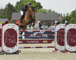 jumper Falco Z (Zangersheide riding horse, 2009, from Flipper d'Elle)