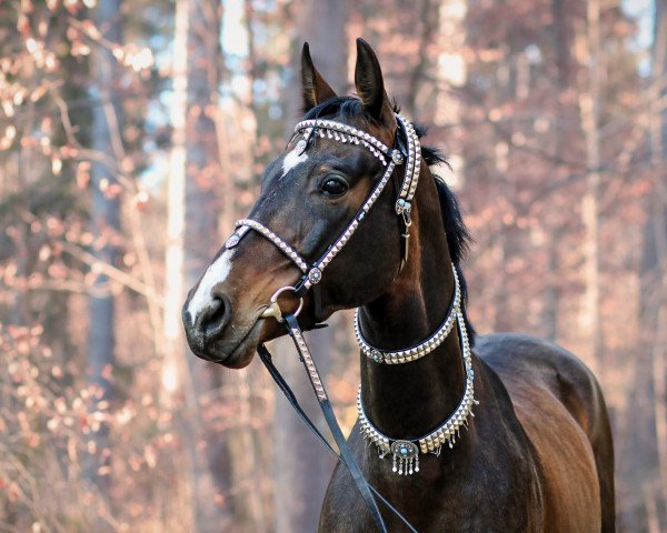 horse Gachar (Akhal-Teke, 2016, from Amuzgi)