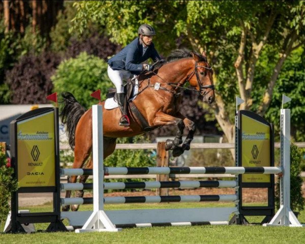jumper Lordigo (German Sport Horse, 2018, from Lord Pezi Junior)