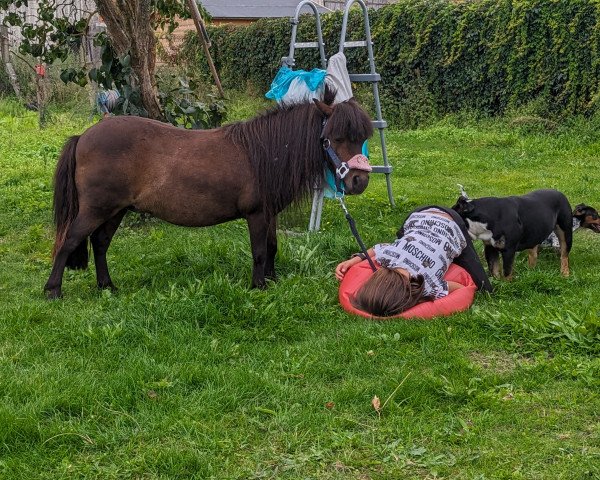 Pferd Renda von Repgow (Shetland Pony (unter 87 cm), 2008, von Sir Paul)