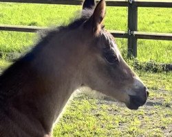 Pferd Golden Brown Sugar (Deutsches Reitpony, 2022, von HET Golden Dream)