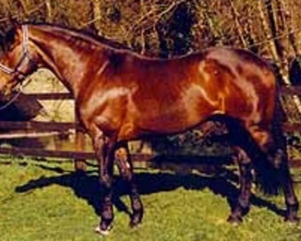 Deckhengst Coolcorron Cool Diamond (Irish Sport Horse, 1989, von Glidawn Diamond)