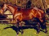 stallion Coolcorron Cool Diamond (Irish Sport Horse, 1989, from Glidawn Diamond)