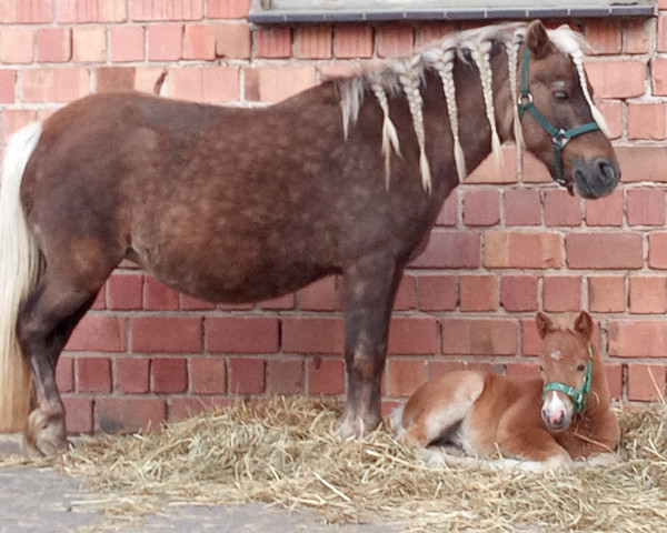 jumper Gwendolyn vom Körler Berg (German Classic Pony, 2023, from Ginger vom Körler Berg)