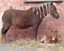 Springpferd Gwendolyn vom Körler Berg (Deutsches Classic Pony, 2023, von Ginger vom Körler Berg)