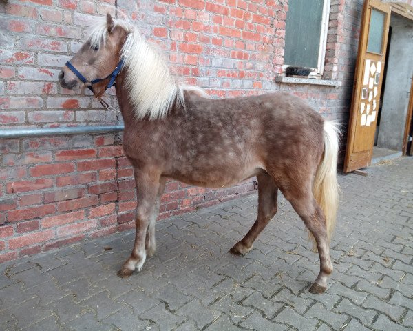 horse Kevin (German Classic Pony, 2021, from King vom Körler Berg)