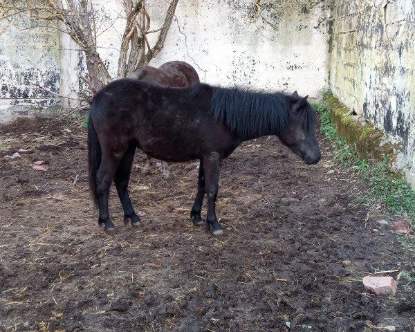 horse Gina (German Classic Pony, 2021, from King vom Körler Berg)