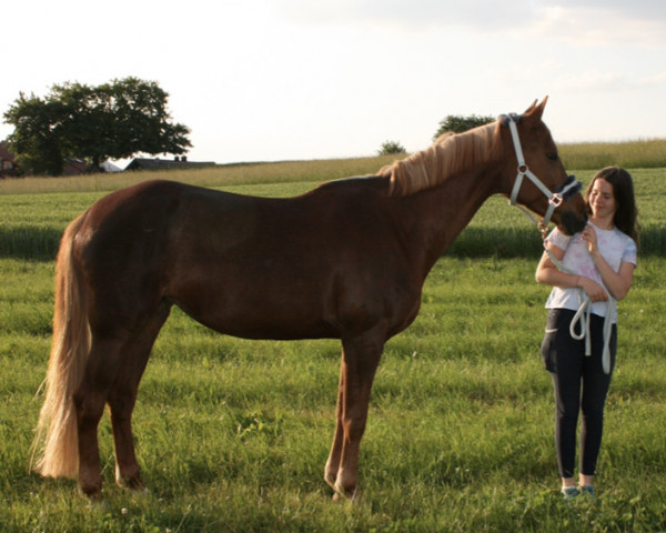 dressage horse De Goede Ree's Jocie (Nederlands Welsh Ridepony, 2012, from Bolheim's Simon)