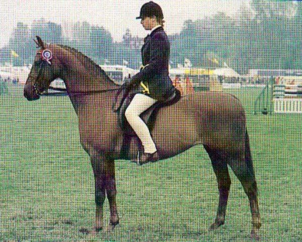 Pferd Runnings Park Hill Star (British Riding Pony, 1976, von Bwlch Hill Wind)