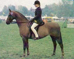 horse Runnings Park Hill Star (British Riding Pony, 1976, from Bwlch Hill Wind)