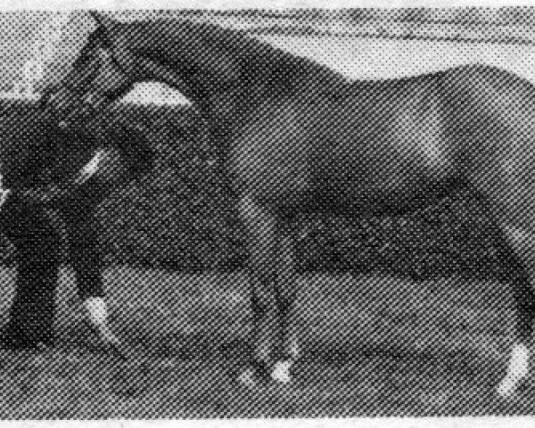 Zuchtstute Ashland's Sugar Baby (British Riding Pony, 1981, von Keston Brown Sugar)
