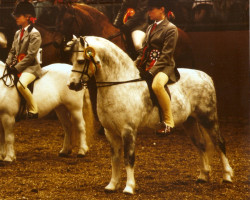 stallion Llanerch Sirius (Welsh mountain pony (SEK.A), 1986, from Chirk Red Admiral)