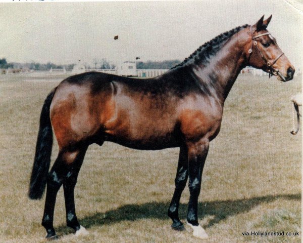 stallion Prince Blue AA (Anglo-Arabs, 1975, from Royal Blue AA)