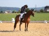 broodmare Wildfee 34 (German Riding Pony, 2016, from Sicco)