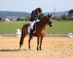 broodmare Wildfee 34 (German Riding Pony, 2016, from Sicco)