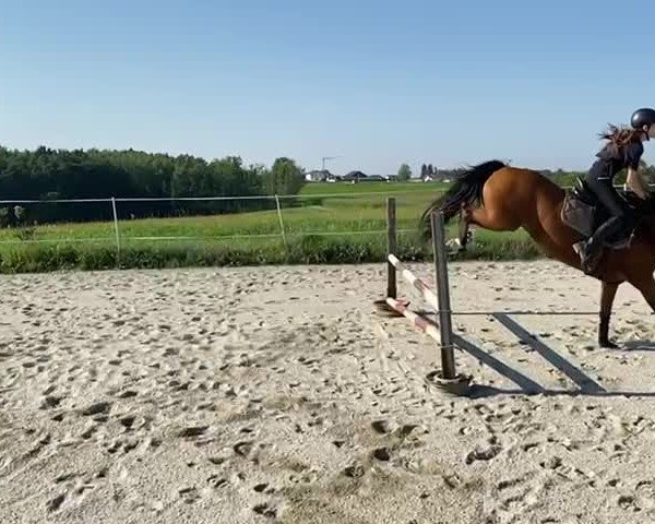 Video of Wildfee 34