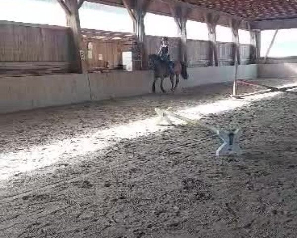 Video of Wildfee 34