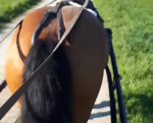 Video of Wildfee 34