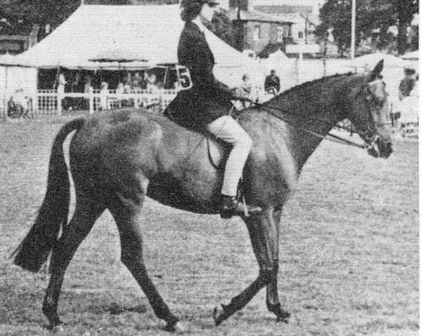 Zuchtstute Favorita (British Riding Pony, 1962, von Bwlch Zephyr)