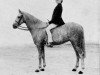 broodmare Catherston Moonfairy (Welsh-Pony (Section B), 1953, from Bubbly)