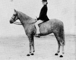 broodmare Catherston Moonfairy (Welsh-Pony (Section B), 1953, from Bubbly)