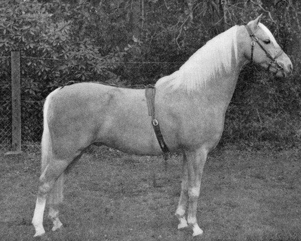 stallion Bubbly (British Riding Pony, 1948, from Potato (Potatoe))